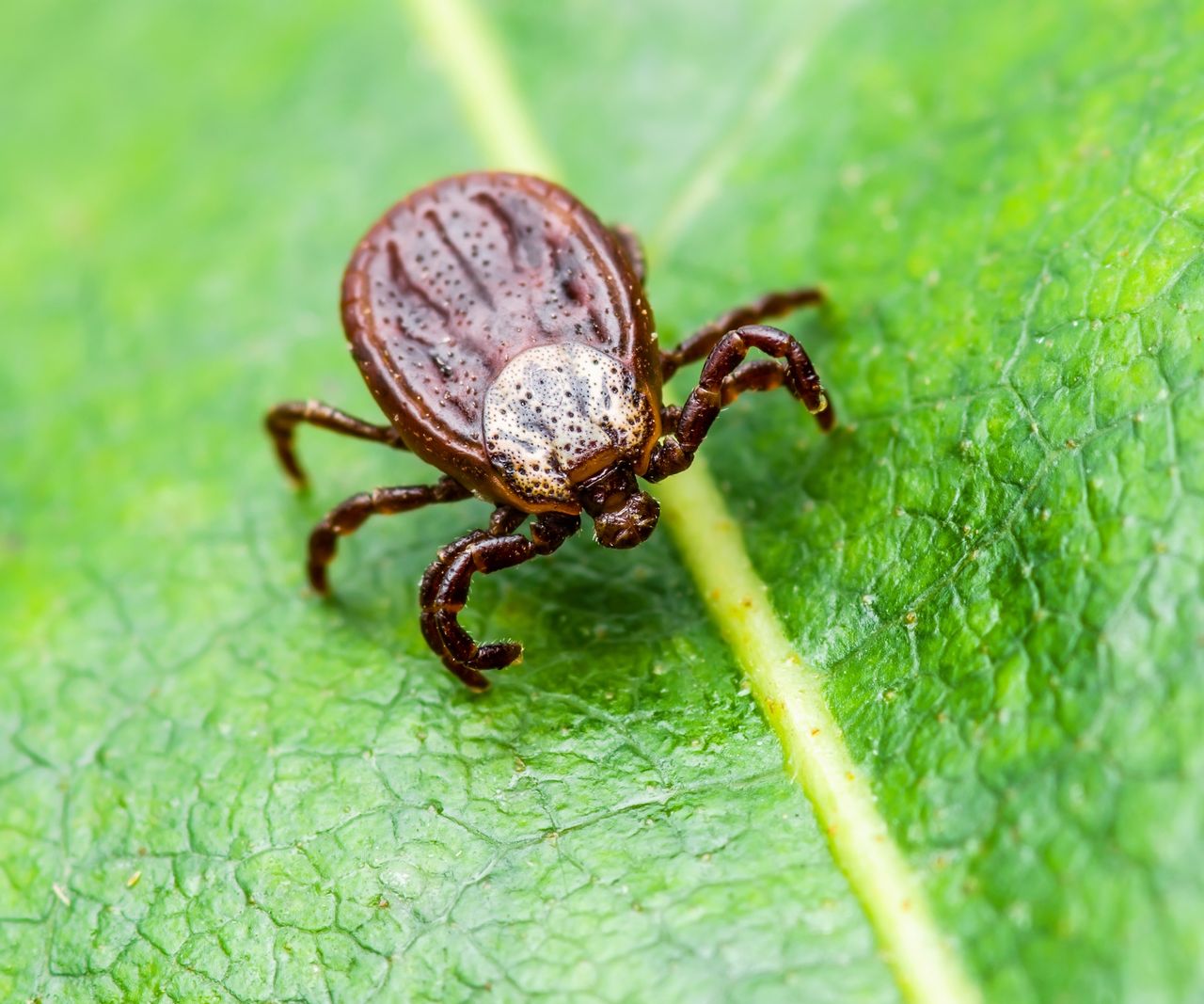 Best way to kill ticks in your yard: 5 expert methods | Homes & Gardens