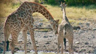 A male giraffe begins the lip-curling flehmen behavior as the female begins to urinate.