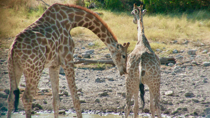 how do giraffes mate