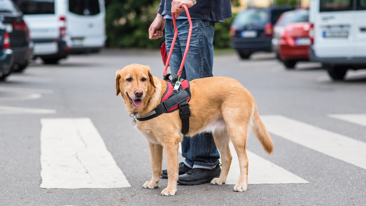 Pet ID tags: Can this tech help find lost pets? | Live Science