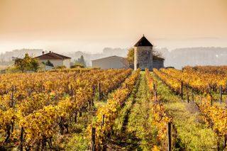 Vineyards of Cognac grapes, Charentes France