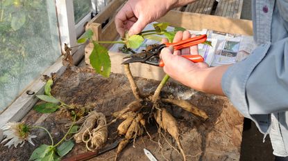 preparing dahlia tubers for storage