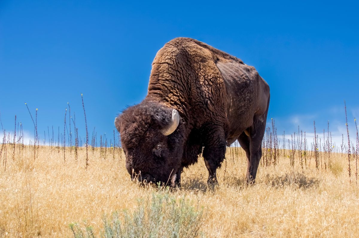 Male bison can weigh up to about 2,000 pounds (900 kilograms).