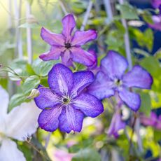 Beautiful , purple summer flowers of Clematis viticella 'Super Nova' - stock photo