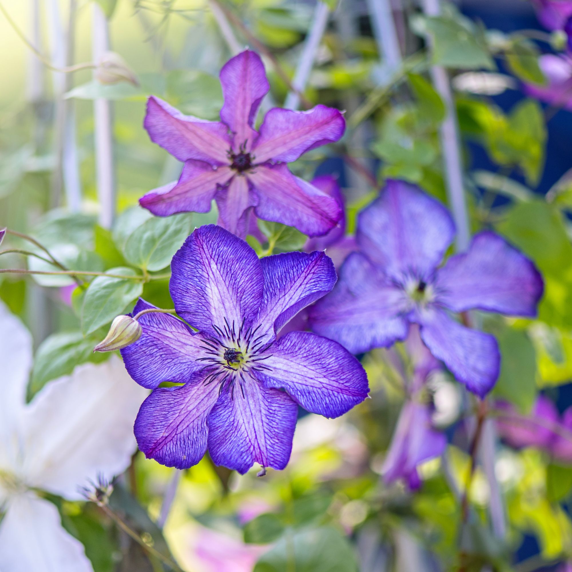 Beautiful , purple summer flowers of Clematis viticella 'Super Nova' - stock photo