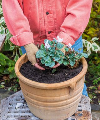 potting a plant in a soil-filled terracotta pot