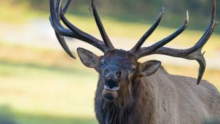 Close-up of bugling elk