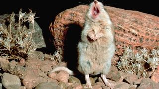 southern grasshopper mouse standing on its back legs howling to the dark sky