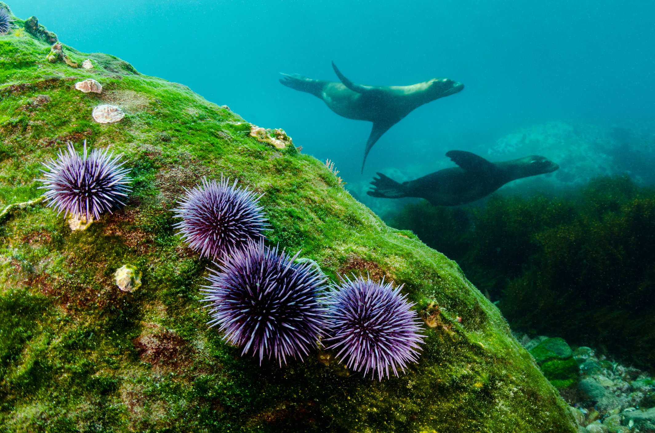 Pacific purple sea urchins