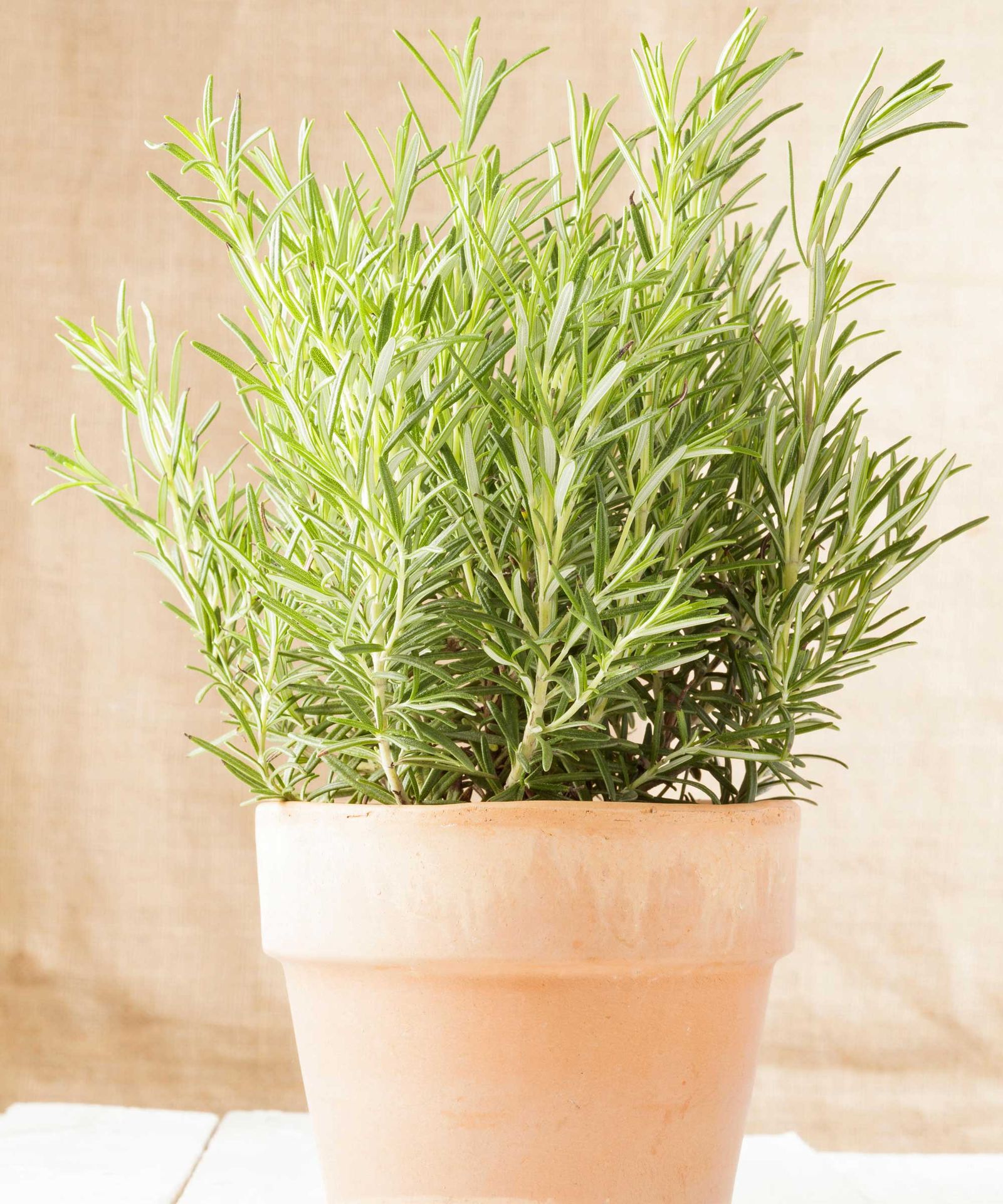 Does rosemary repel mosquitoes? Our experts weigh in Homes & Gardens