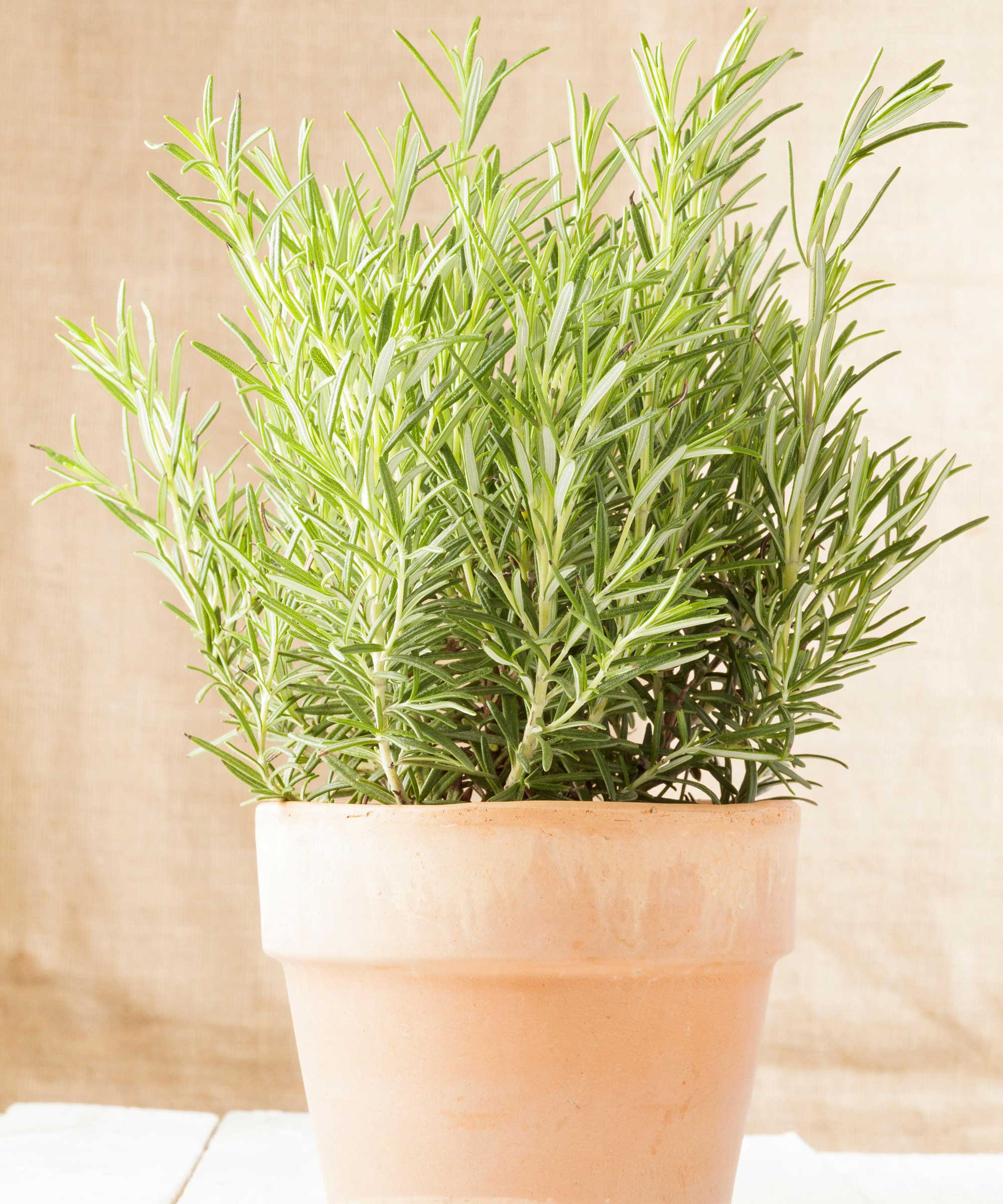 Does rosemary repel mosquitoes? Our experts weigh in | Homes & Gardens