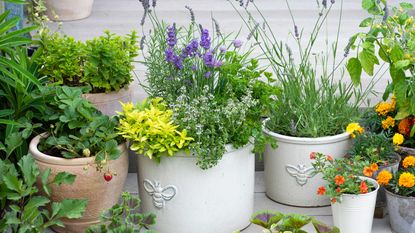 herb garden planters in group on patio - Future