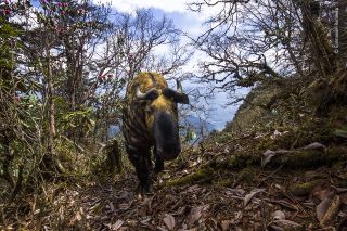 Wildlife Photographer of the Year: People's Choice Award 2020