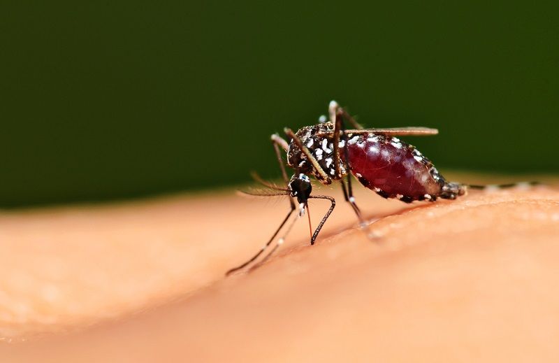 Insect repellents work – but there are other ways to beat mosquitoes  without getting sticky