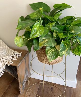 A DIY plant stand made using a brass-colored tomato cage