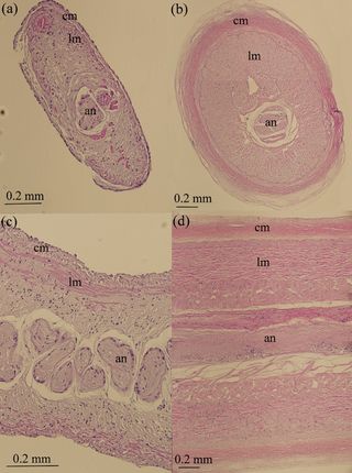 cross-section and longitudinal section of muscles in squid feeding tentacles