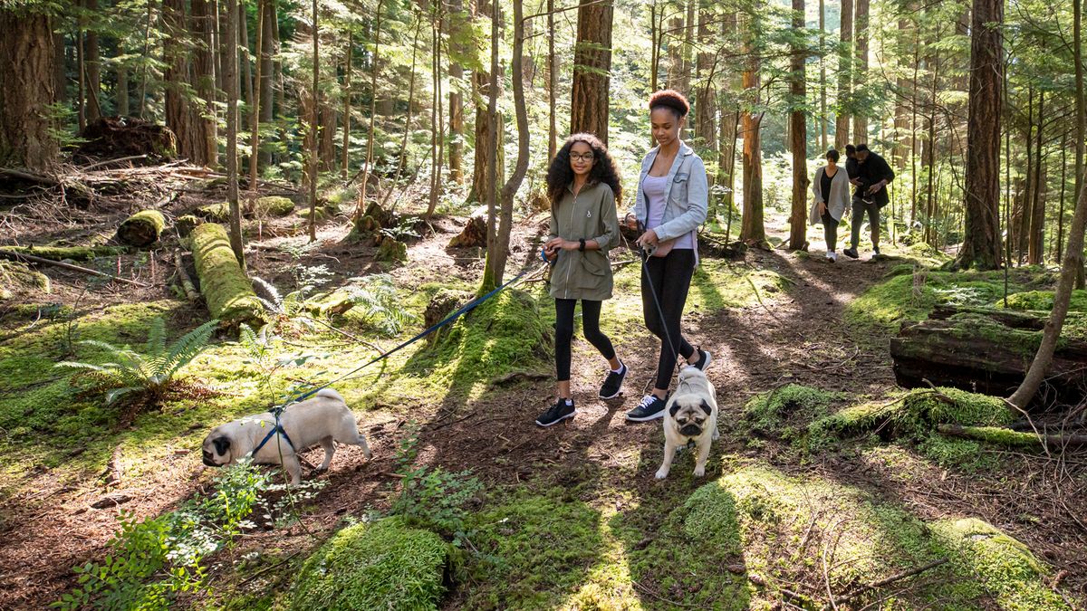 Two women walking two pugs on leashes through a forest