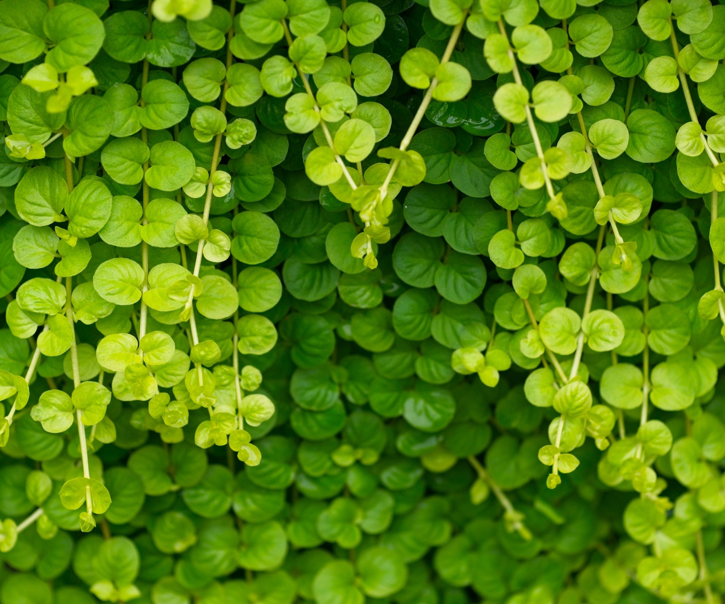 creeping jenny growing in shady garden
