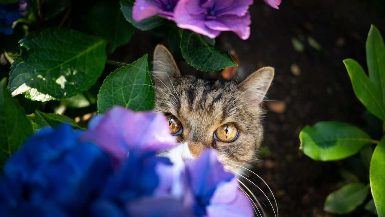 Cat hiding in hydrangeas