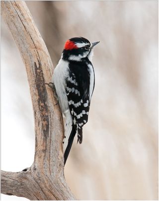 This photo of a downy woodpecker was submitted during the Great Backyard Bird Count – a four-day annual event during which citizen scientists count birds and thereby help create a real-time snapshot of bird numbers and locations across the U.S.