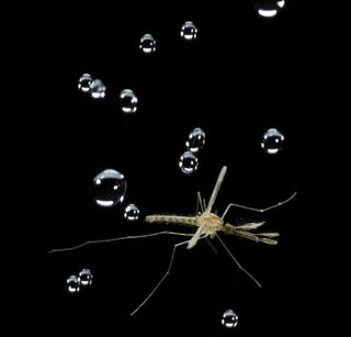 A mosquito and water droplets.