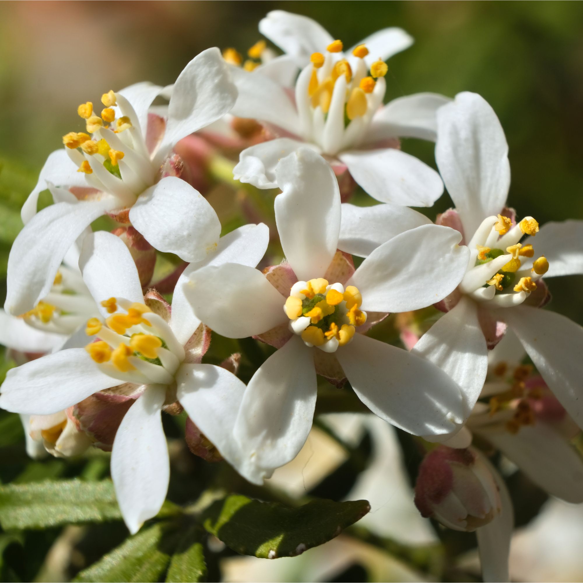 Rose 'Iceberg' flowers growing in garden