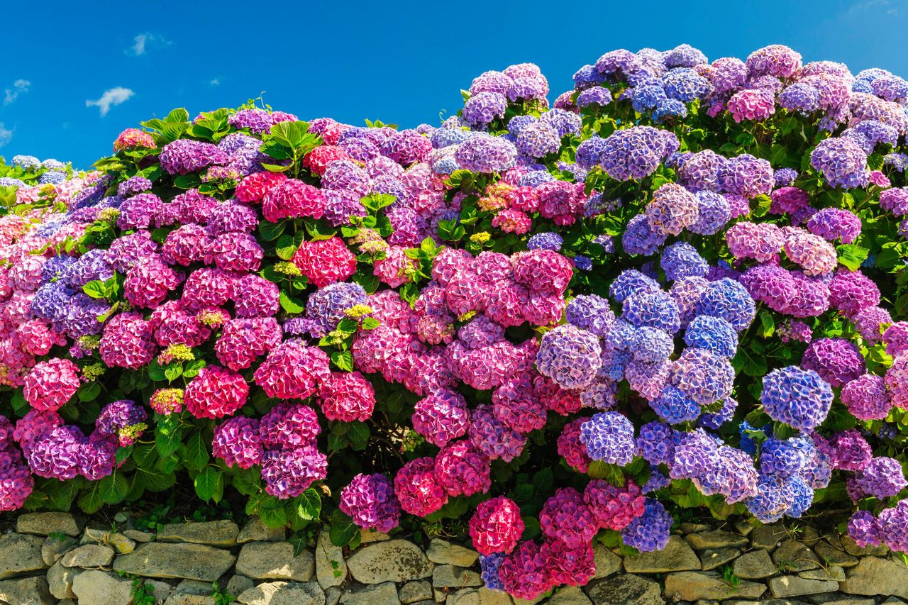 Hydrangeas are as wonderful to touch as they are to behold — perhaps even more so. So why don&#039;t we do it more?