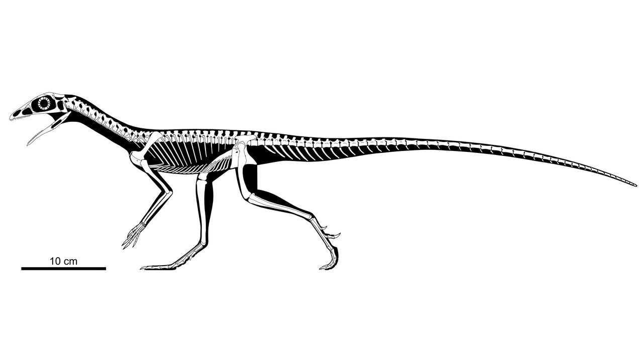 A reconstruction of a lagerpetid skeleton.