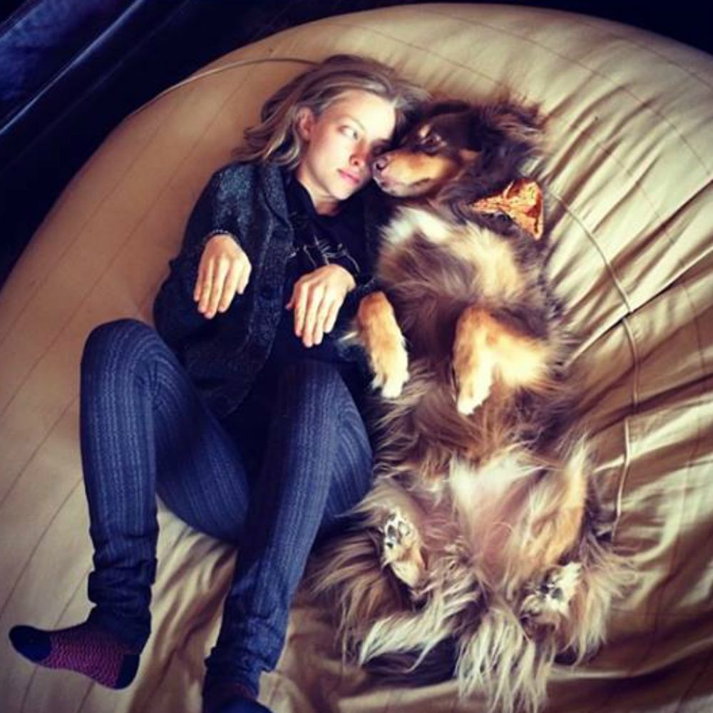 10 Reasons Why Amanda Seyfried s Dog Should Have His Own Instagram