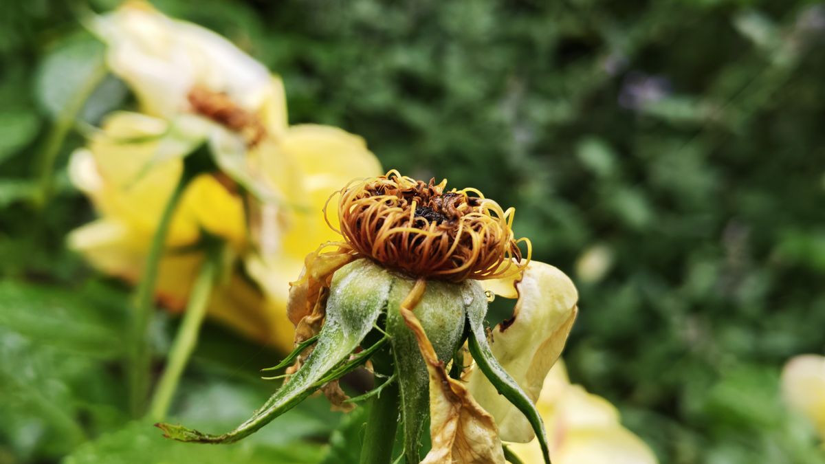 Honor 400 Pro sample images