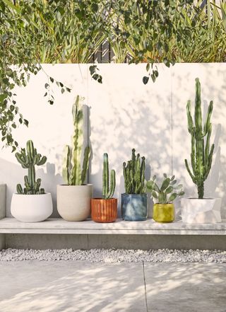 built-in bench used for modern garden planters holding cacti