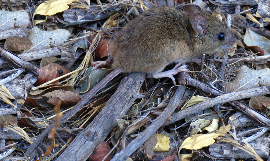 A close up of a brown rat in a pile of leaves.