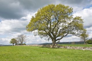 Trees on farmland near Spennithorne, Wensleydale, Yorkshire Dales. The tree in the foreground is oak.. Image shot 05/2010. Exact date unknown.