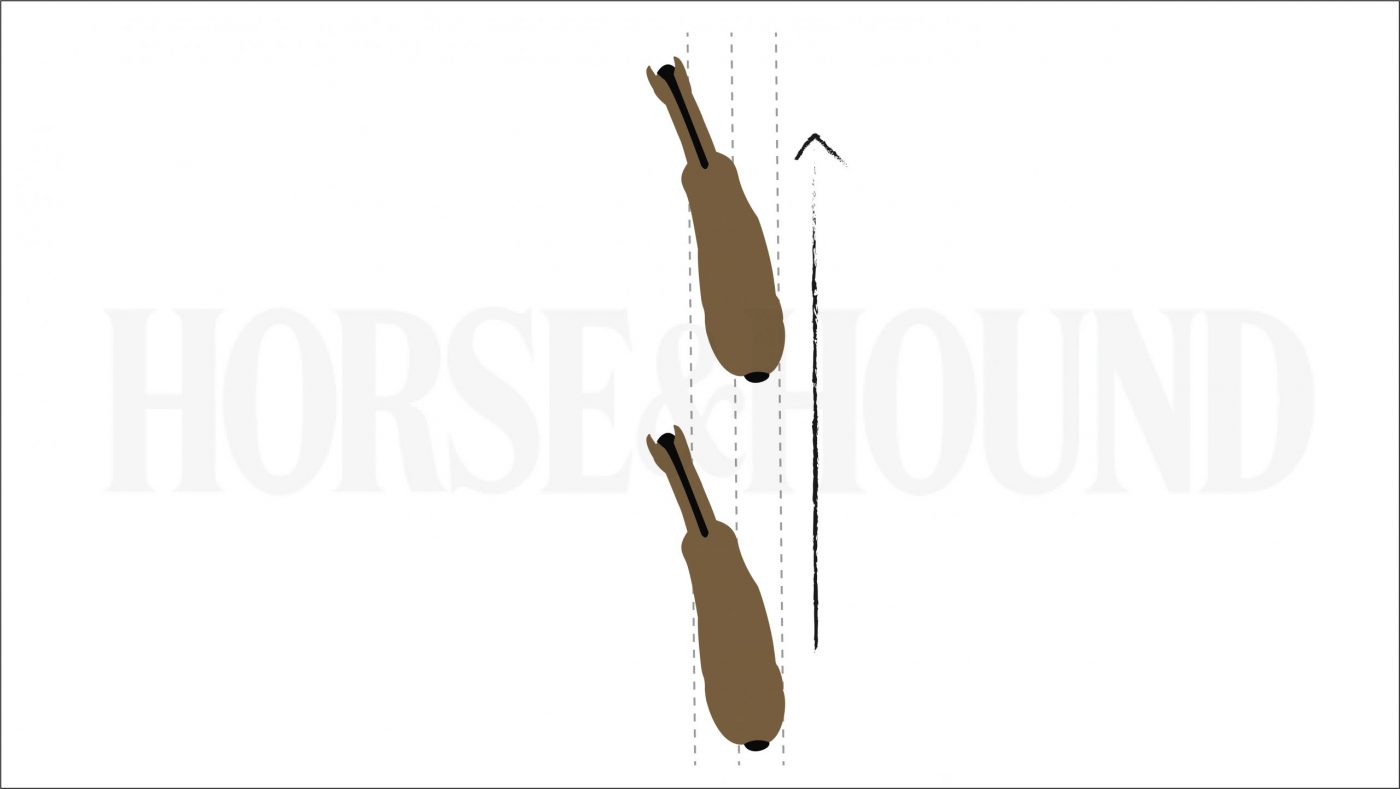 diagram showing horse&amp;rsquo;s position in shoulder-in