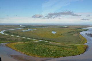 In contrast to the widespread loss of vegetation resulting from the storm surge, the Mackenzie Delta is generally a landscape of healthy, green vegetation.