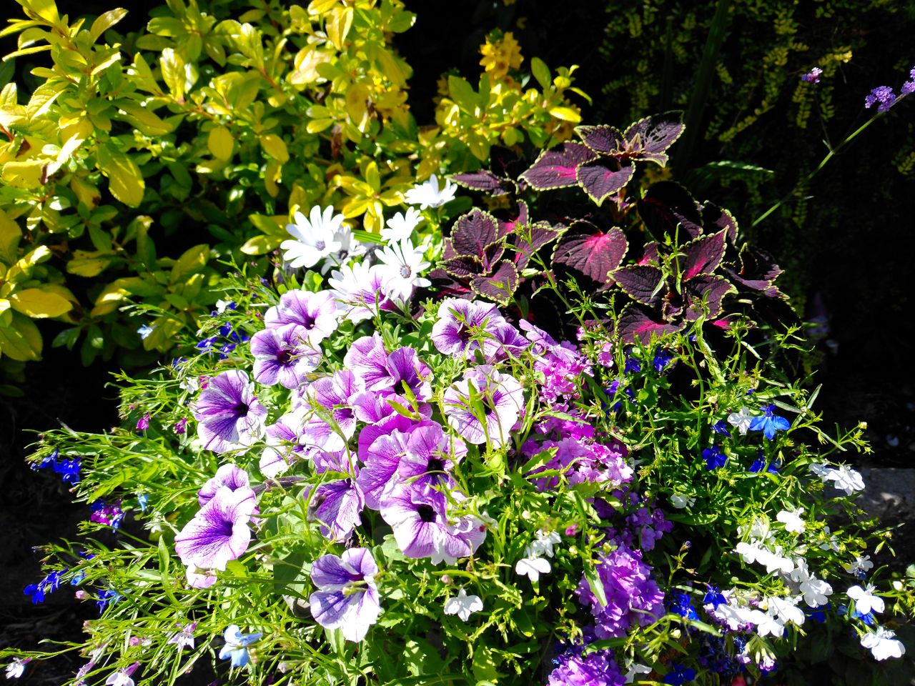Yashica FX-D 300 example shot
