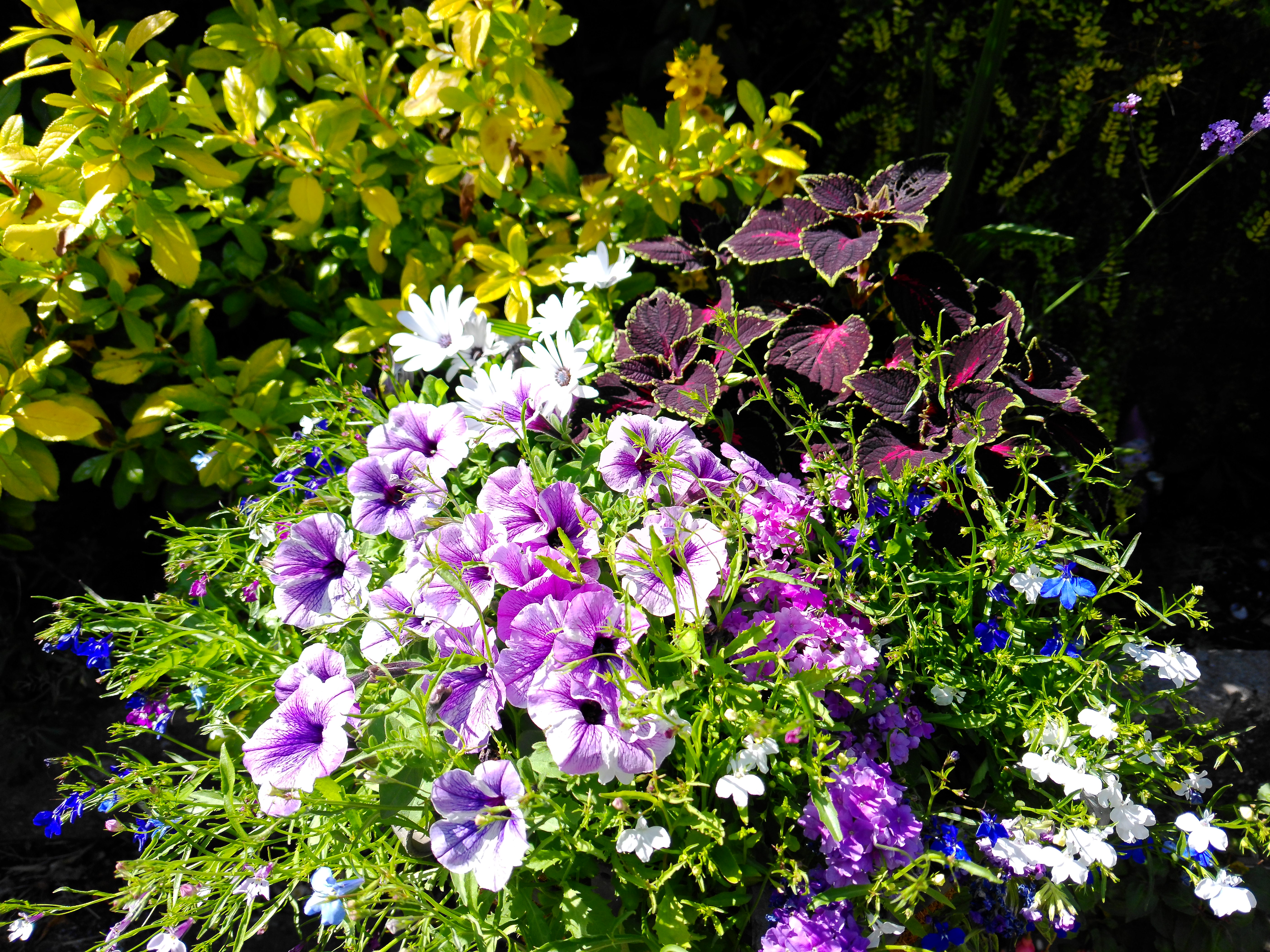 Yashica FX-D 300 example shot