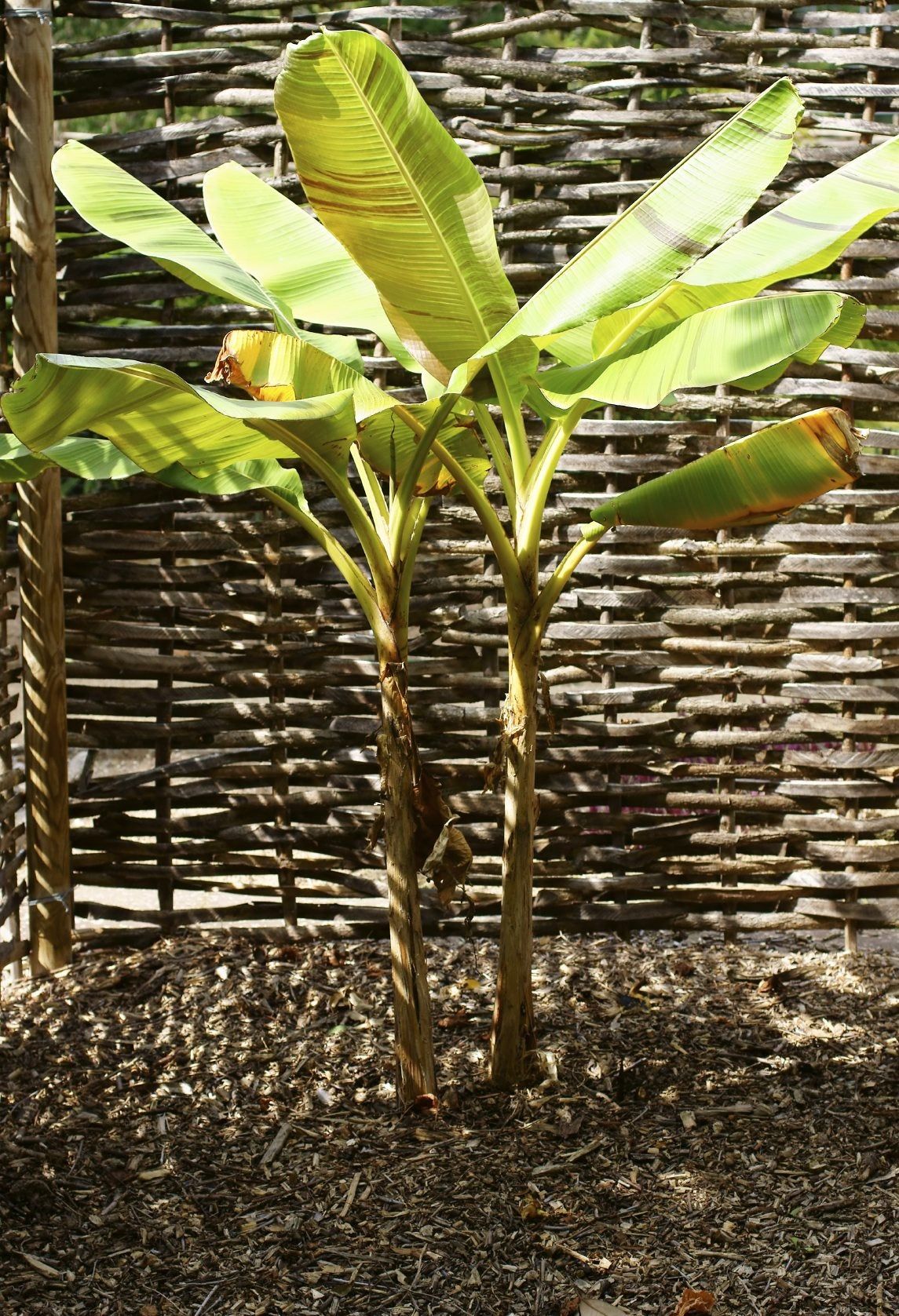 Planted Banana Tree