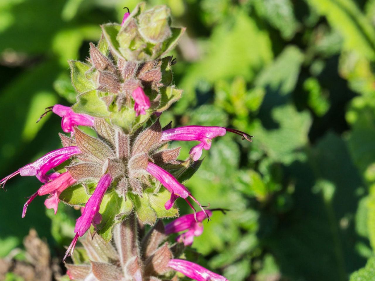 Hummingbird Sage Plant