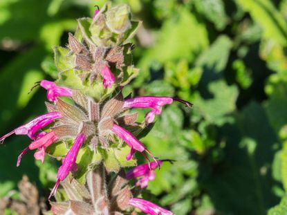 Hummingbird Sage Plant