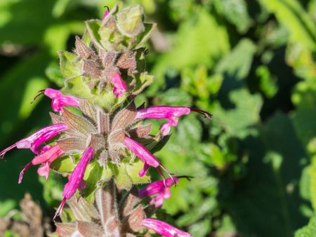 Hummingbird Sage Plant