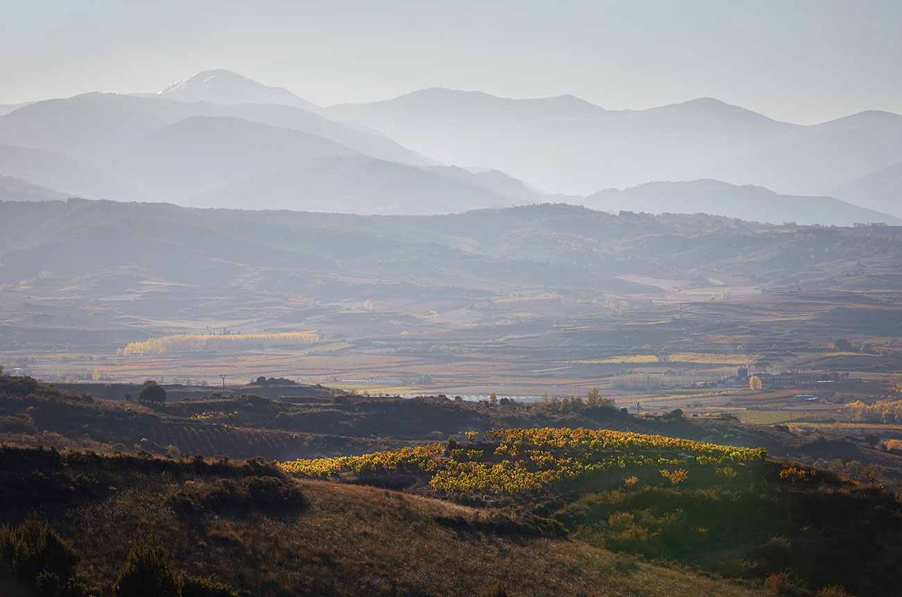 Bodegas Montecillo Vineyards