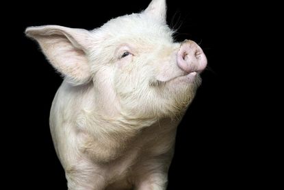 U.S. Airways told one pig it could not fly after the animal became 'disruptive'