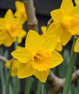 yellow daffodils in bloom in spring