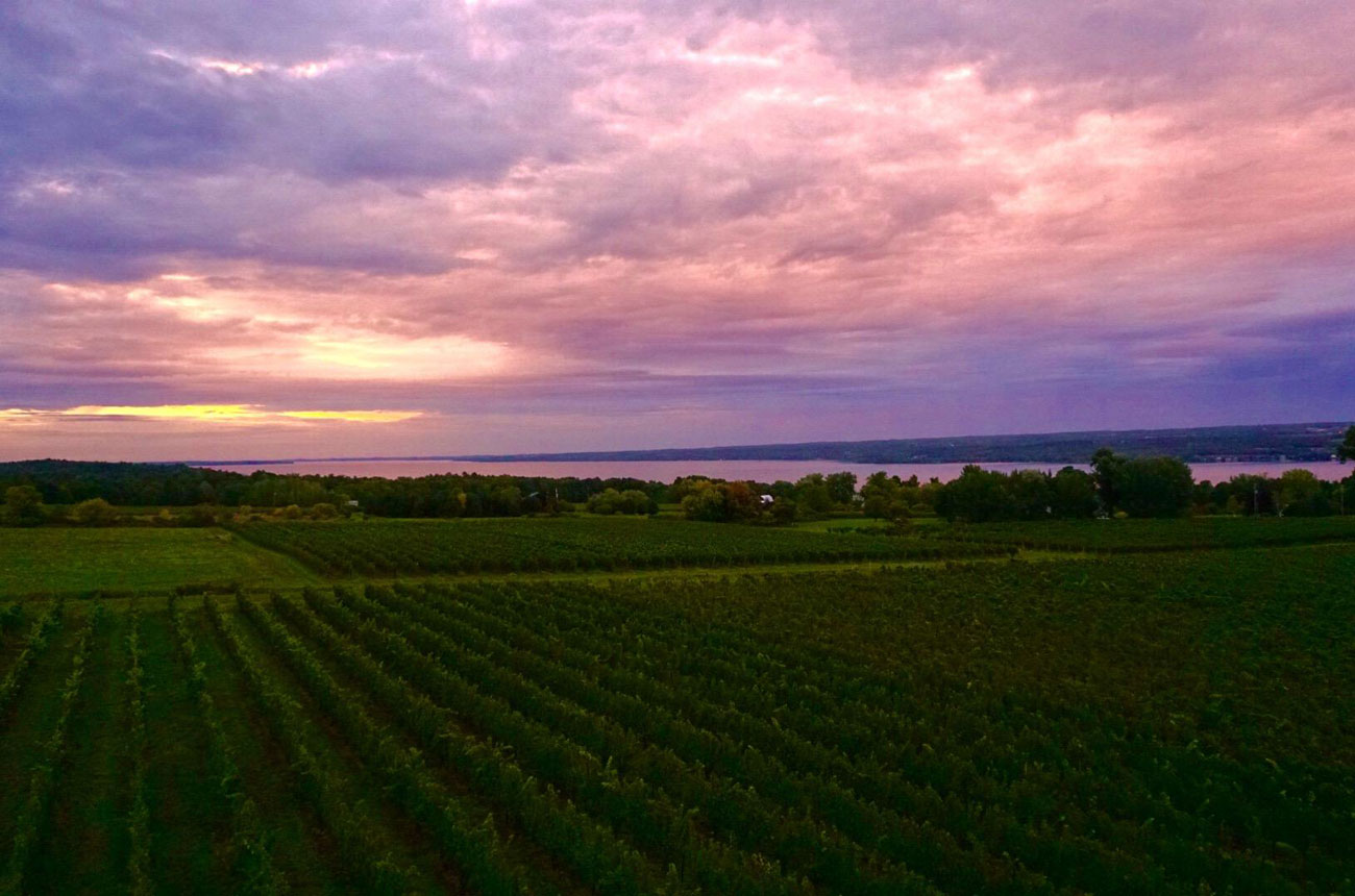 A sunset over vineyards