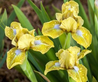 Standard Dwarf Bearded Iris Barbata nana 'Olive Accent'