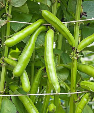 how to grow broad beans: Witkiem Manita