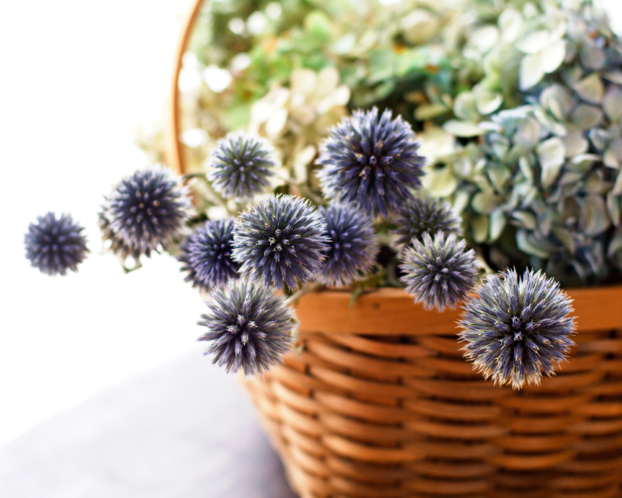dried hydrangea and globe thistle flowers in basket.