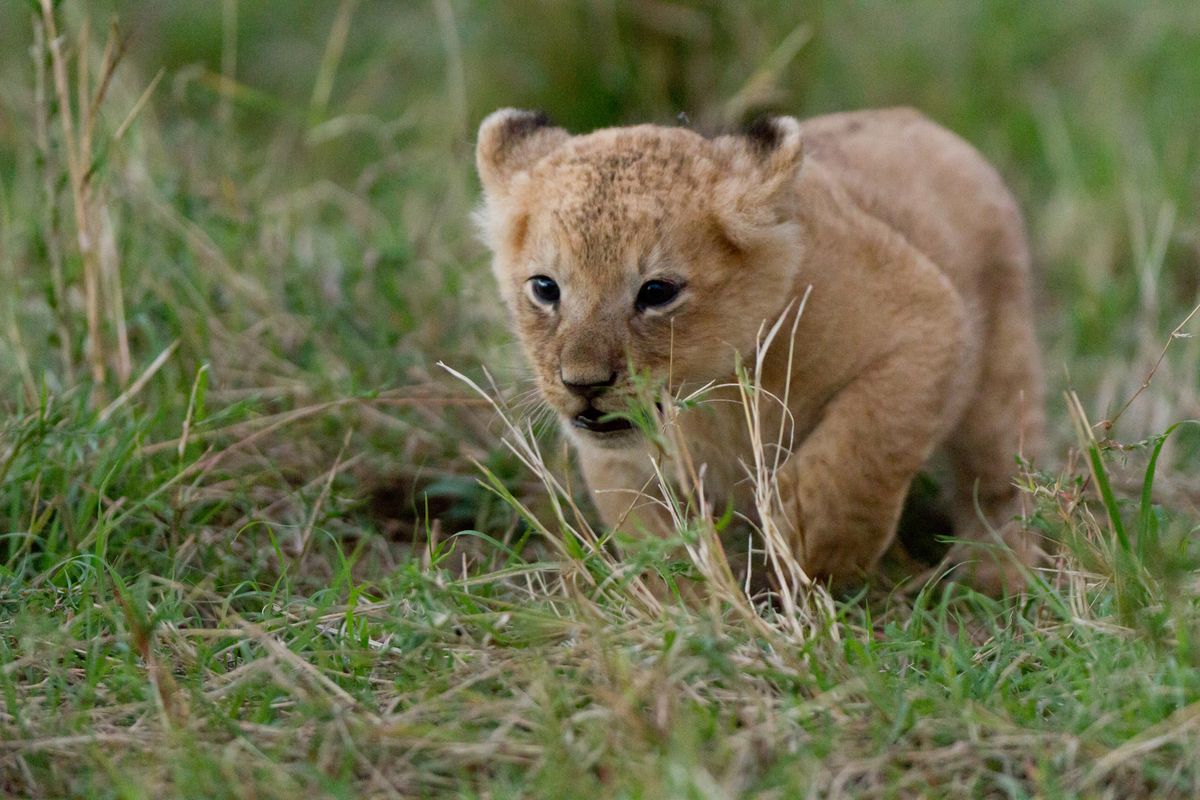 In Photos: The Lions of Kenya's Masai Mara | Live Science