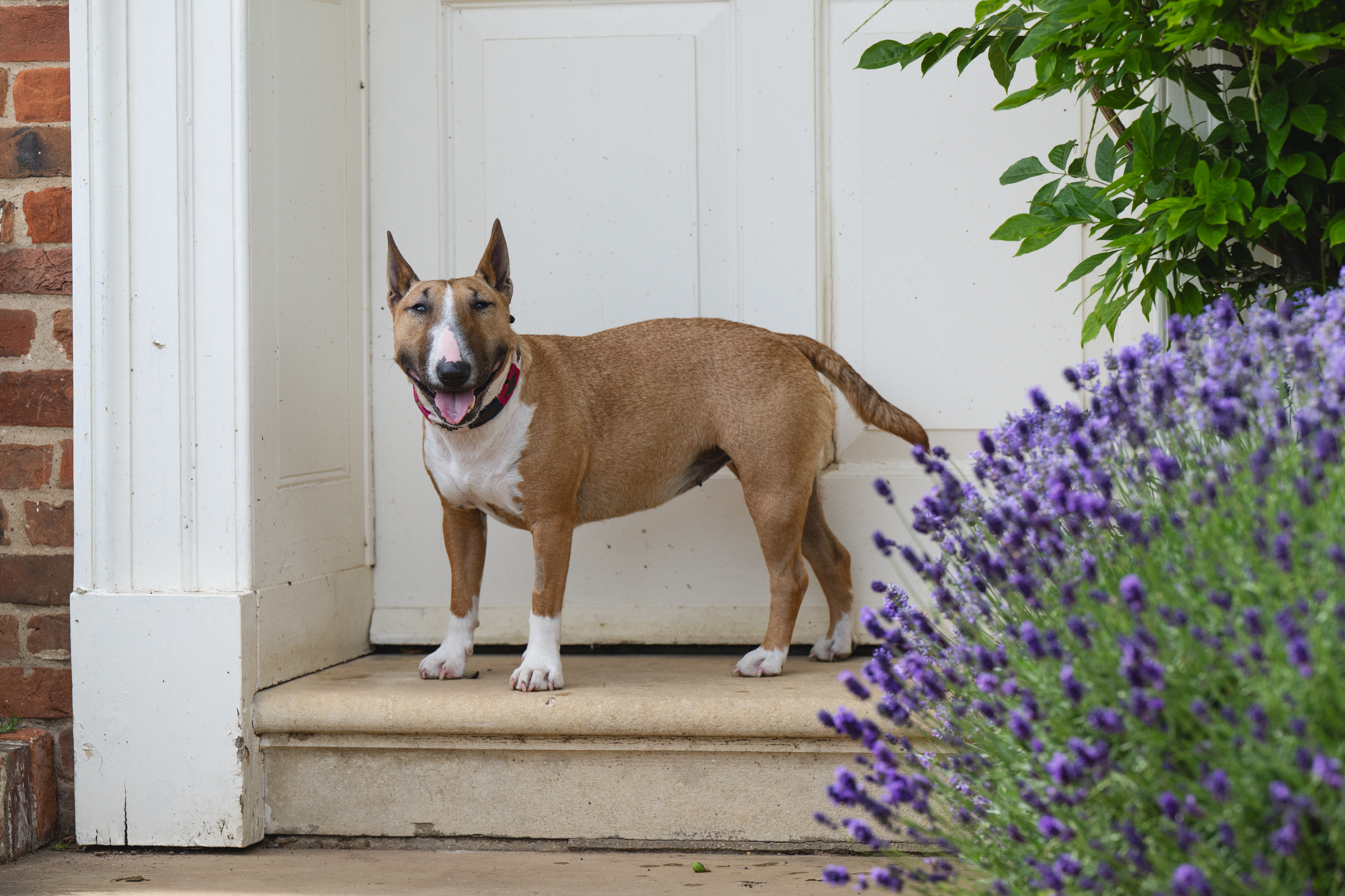 An English bull terrier called Peggy
